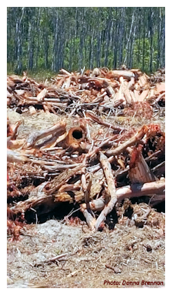 Loss of habitat