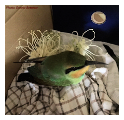 Feeding