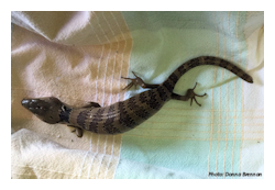 Reptile week