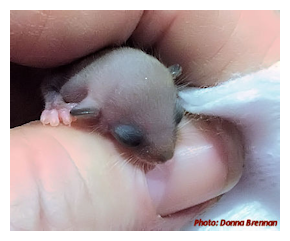 Exquisite little animals