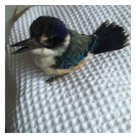 Caring for a tiny forest kingfisher