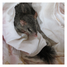 Saving animals rarely seen in our area