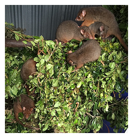 Gather foliage for possums each afternoon