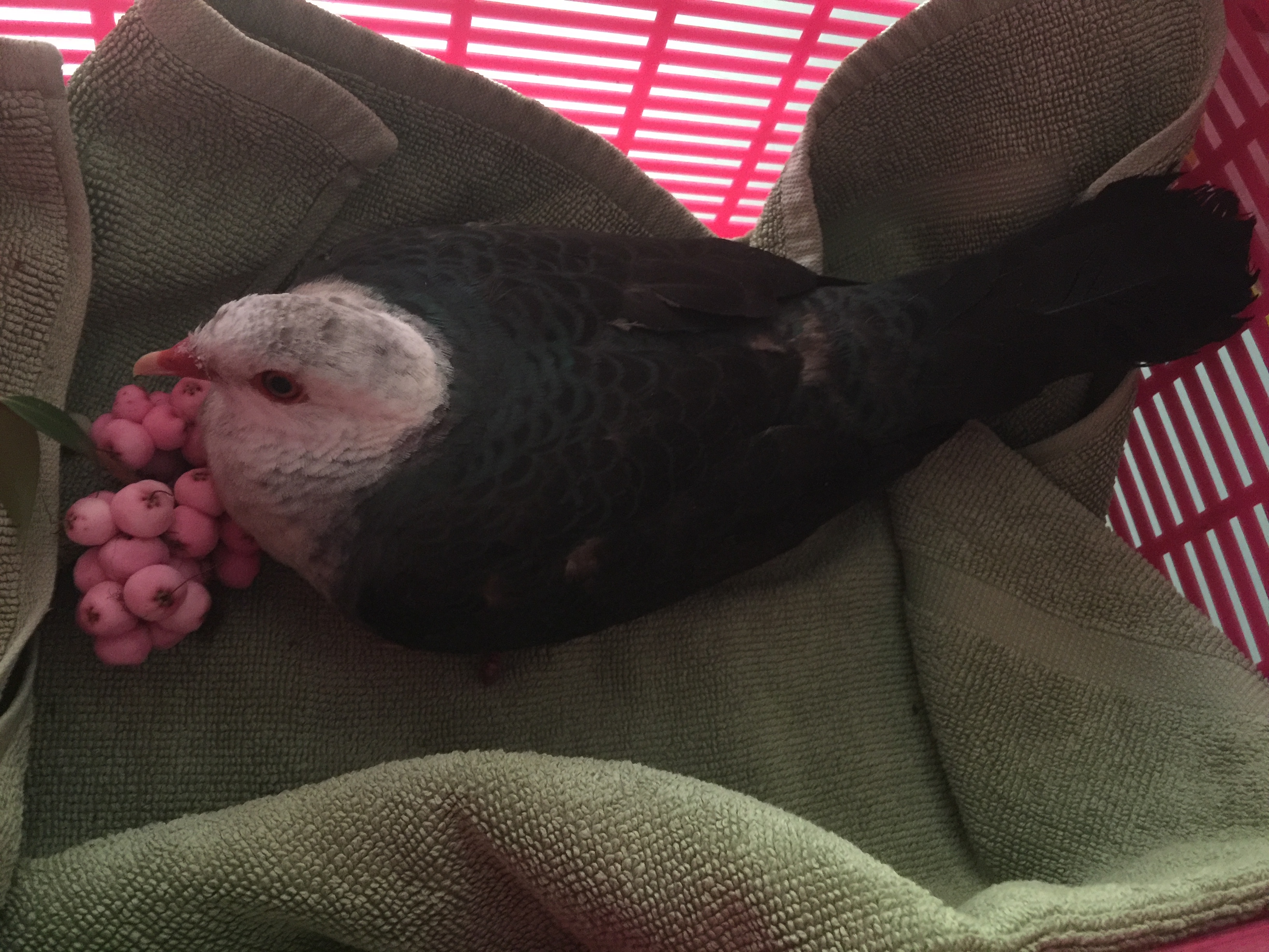 The Highs and Lows of Wildlife Care