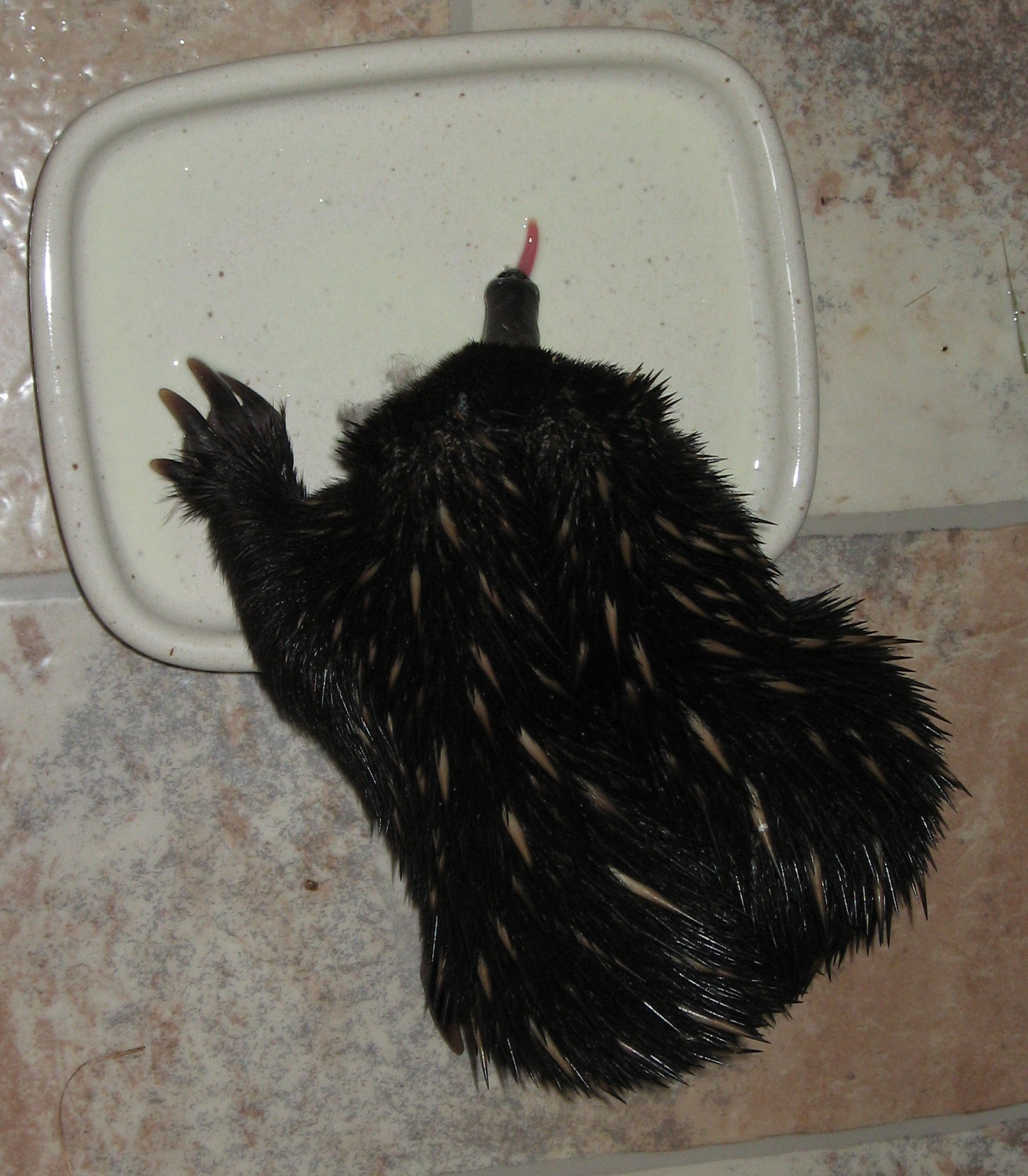 Echidnas are unique and exquisite!