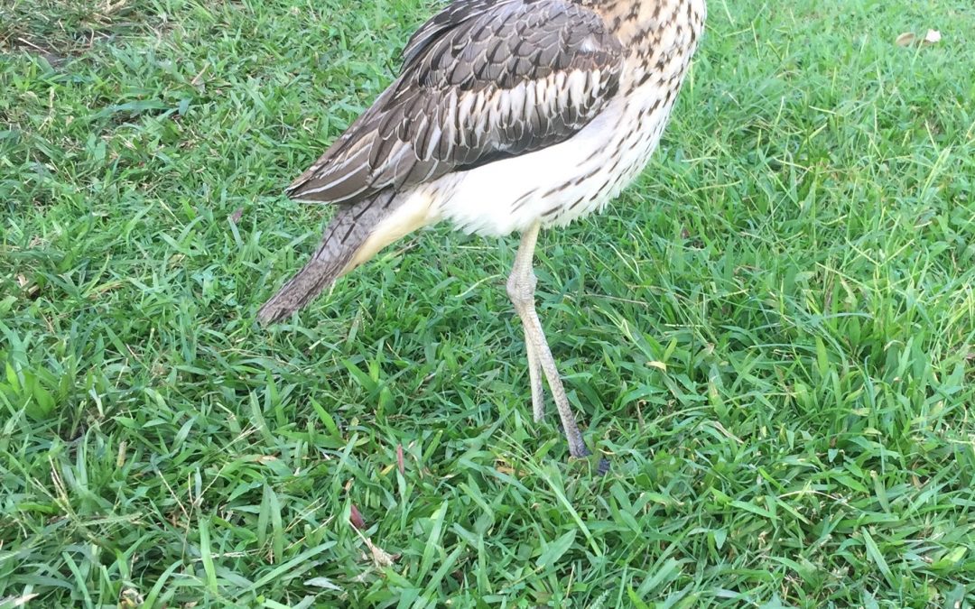 Simone, aka Gertie, the Bush Stone-curlew is home