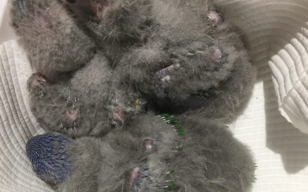 Importance of NOT feeding wildlife