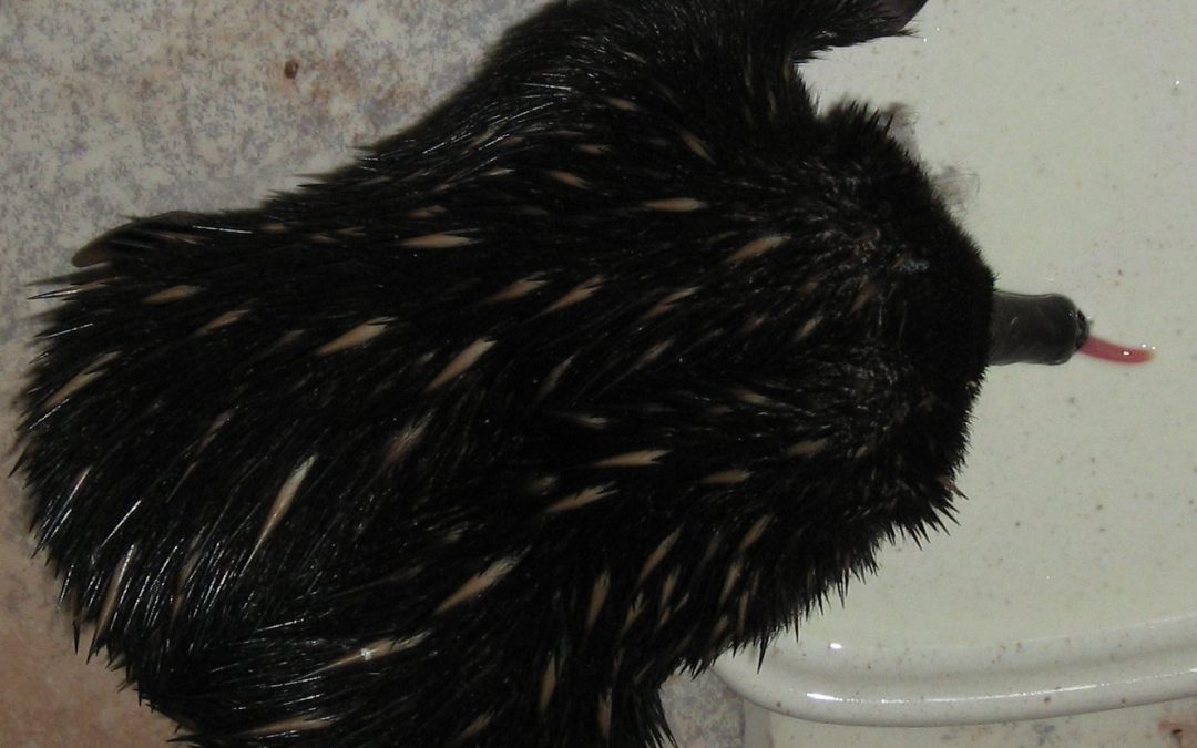 Think before burning that pile of branches and rubble.