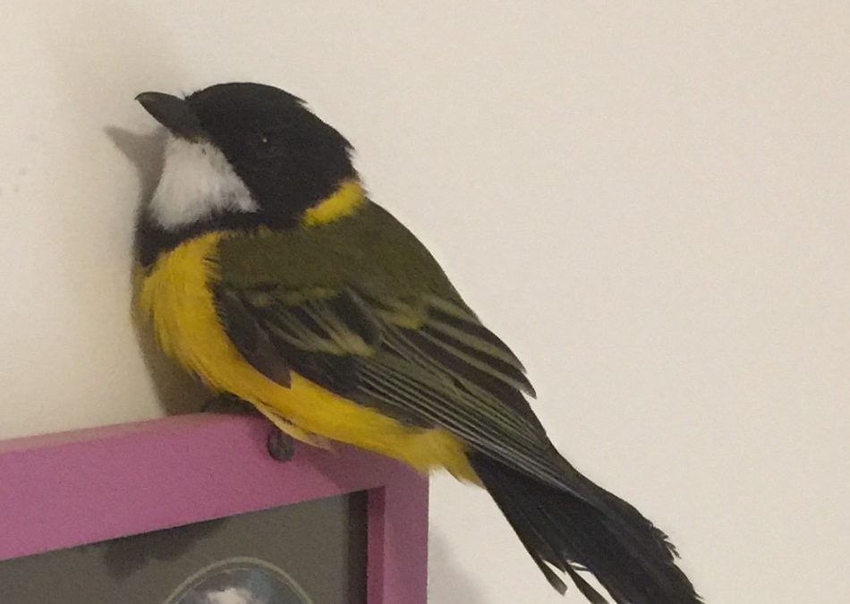 Australia’s amazing wildlife