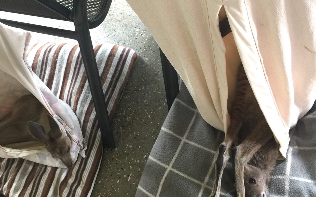 Feral animal control is imperative at this time