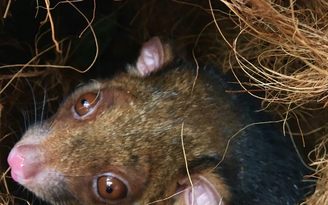 Continuing threats for our wildlife