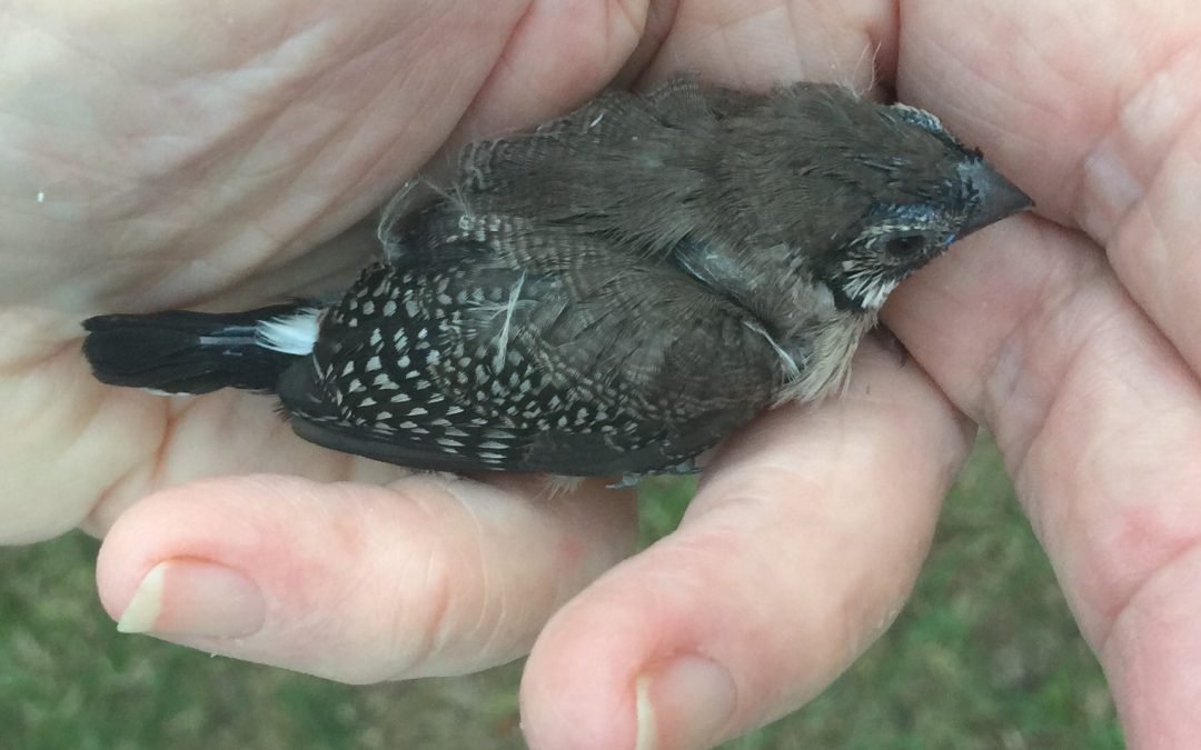 WILVOS wish you a Happy Christmas and wonderful 2020