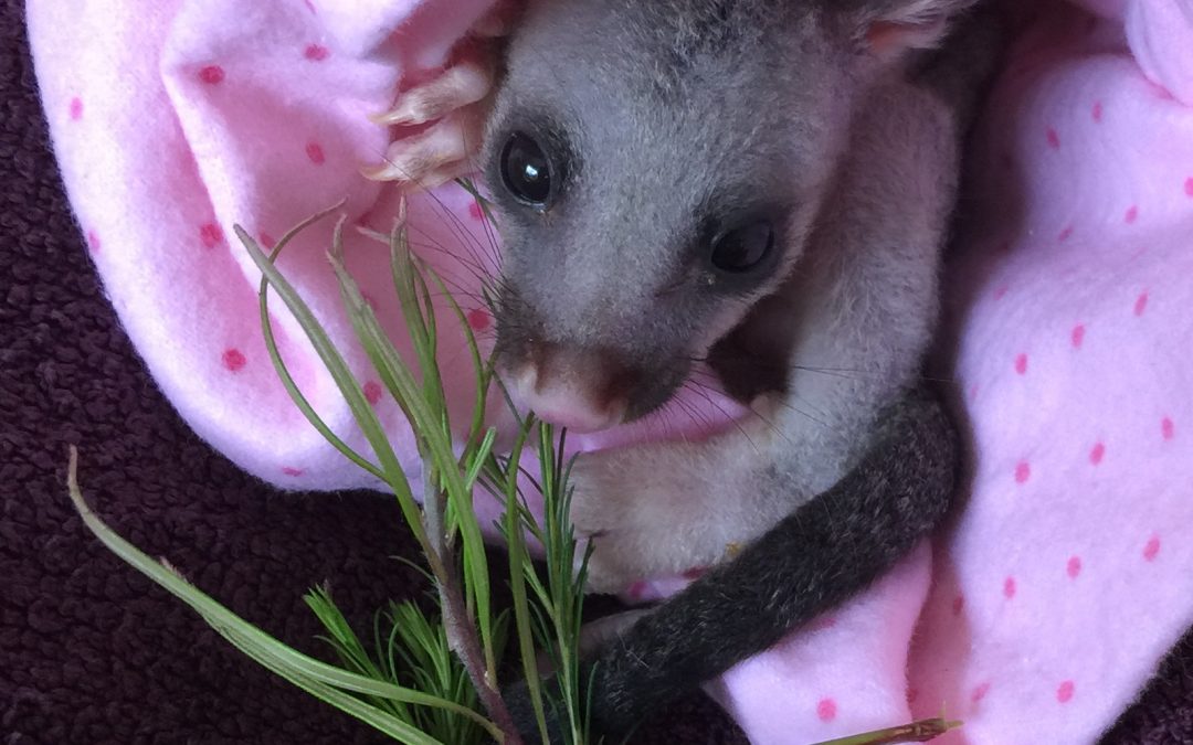 Wildlife goes on, as COVID-19 causes havoc everywhere.