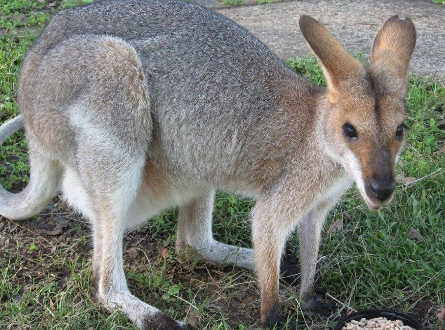 Return from the wild