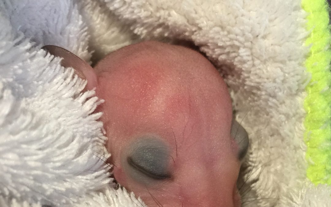 Easter 2020 lockdown but not for wildlife