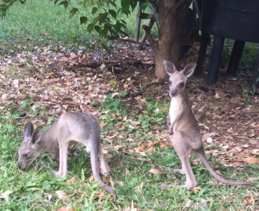 A sad goodbye to some great local papers