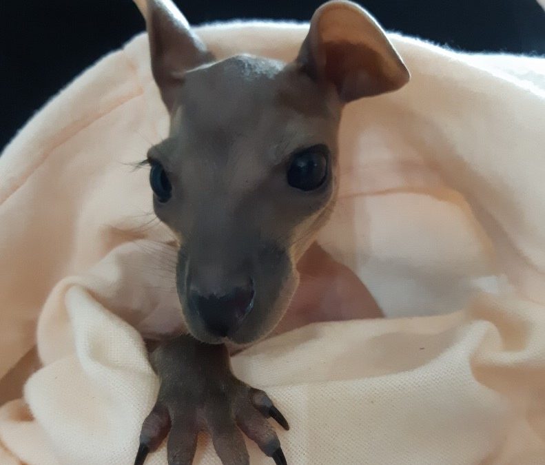 SVG   Sad time for macropods