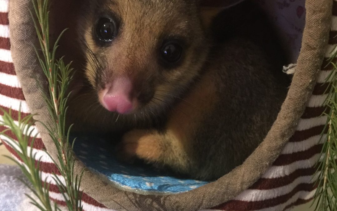 Wildlife need our help