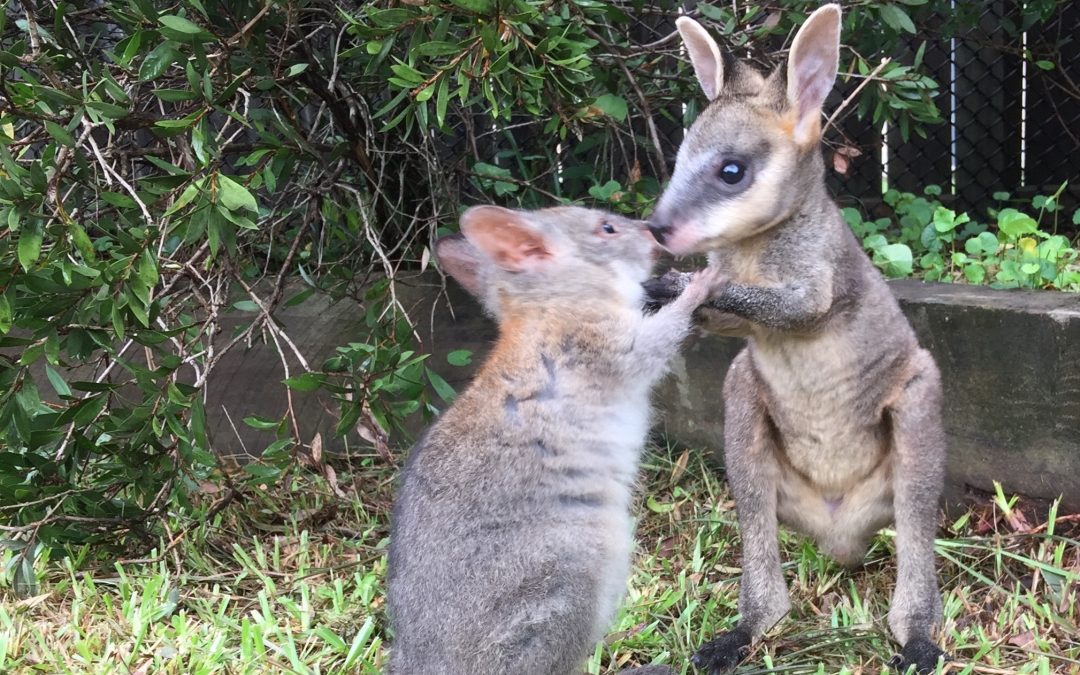 Australia’s habitat destruction continues