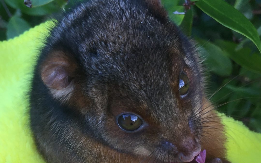 So many marsupials killed on our roads.