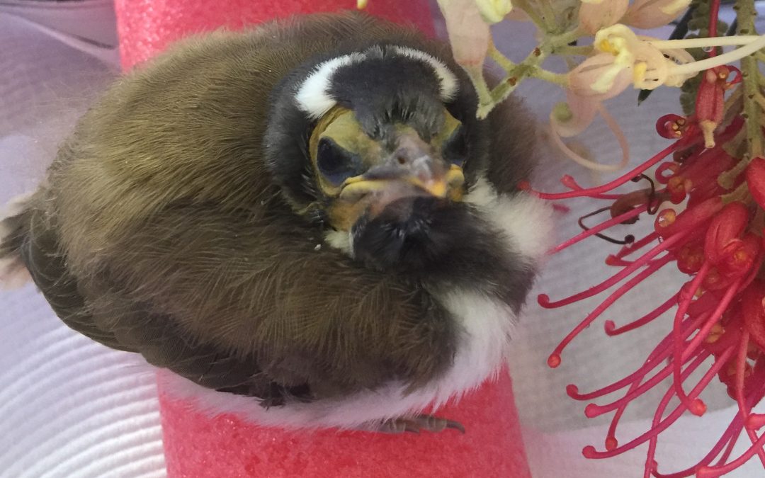 Habitat destruction just doesn’t stop