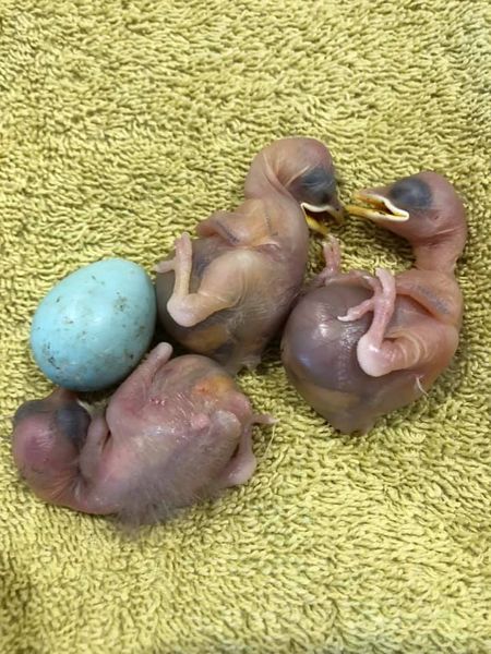 Feral animals make it difficult for our native wildlife.