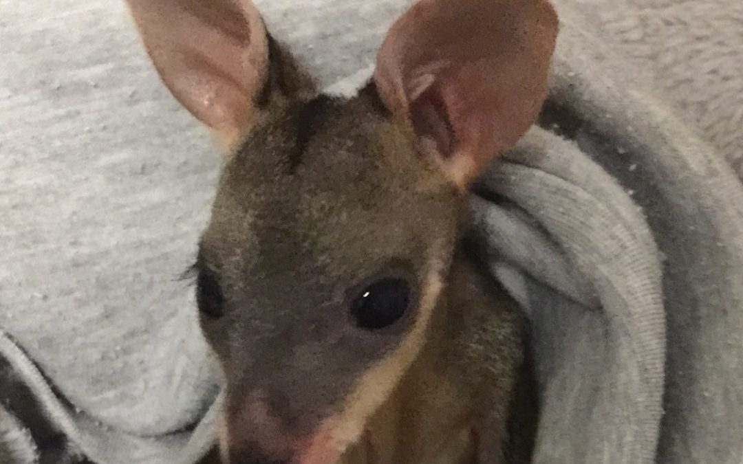 Wow!  800 Hotline calls for the month!