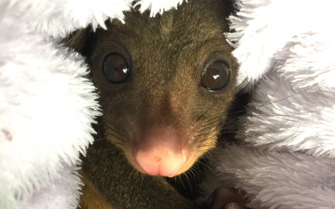 Think of our precious wildlife in 2021