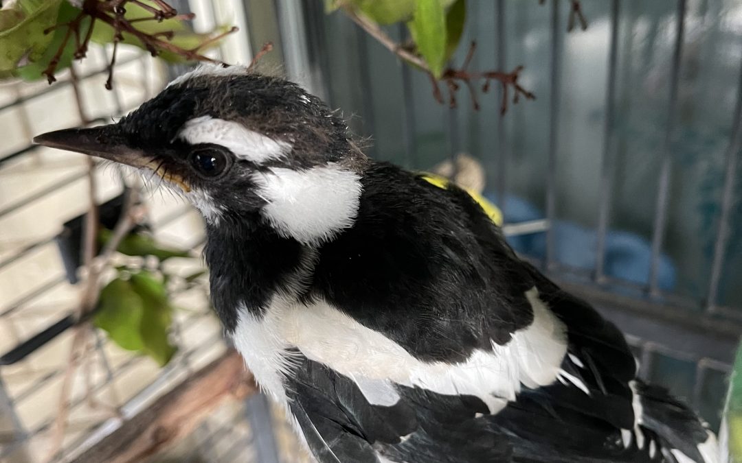 Please don’t feed our wildlife bread.