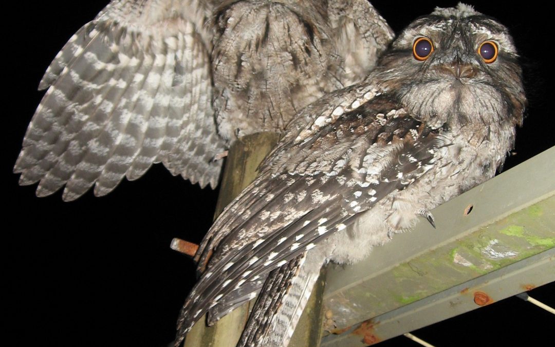 Tawny frogmouths love spiders, cockroaches and grasshoppers.
