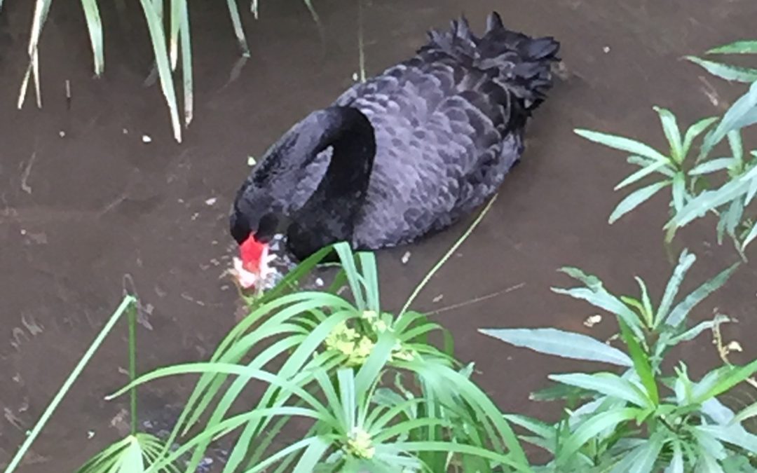Bread can be lethal to our wildlife