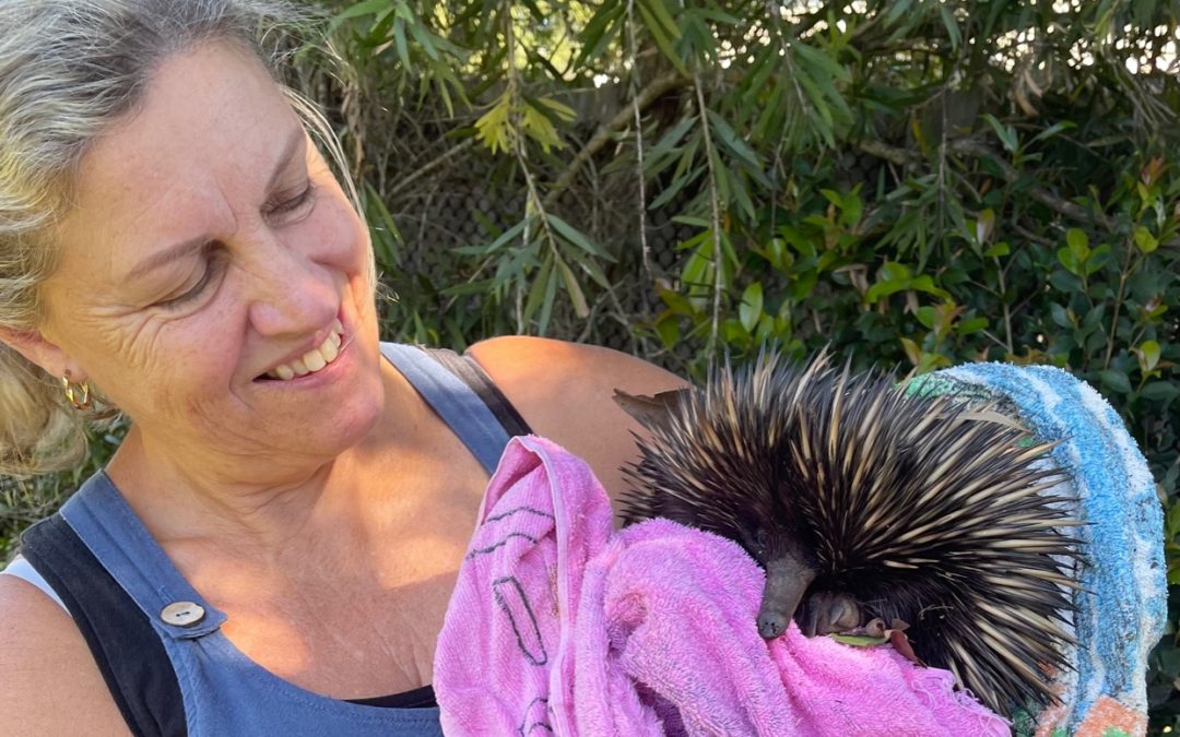 Echidnas are precious and harmless