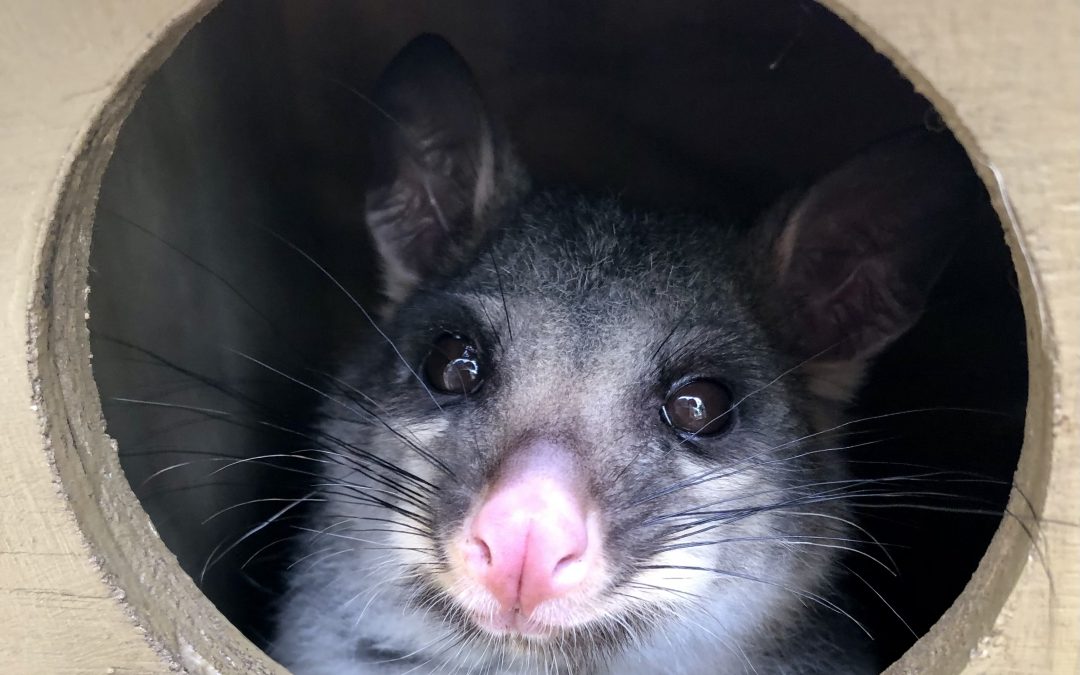 Gordon the Gorgeous!