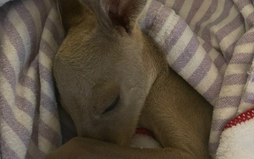 The rather needy joey…