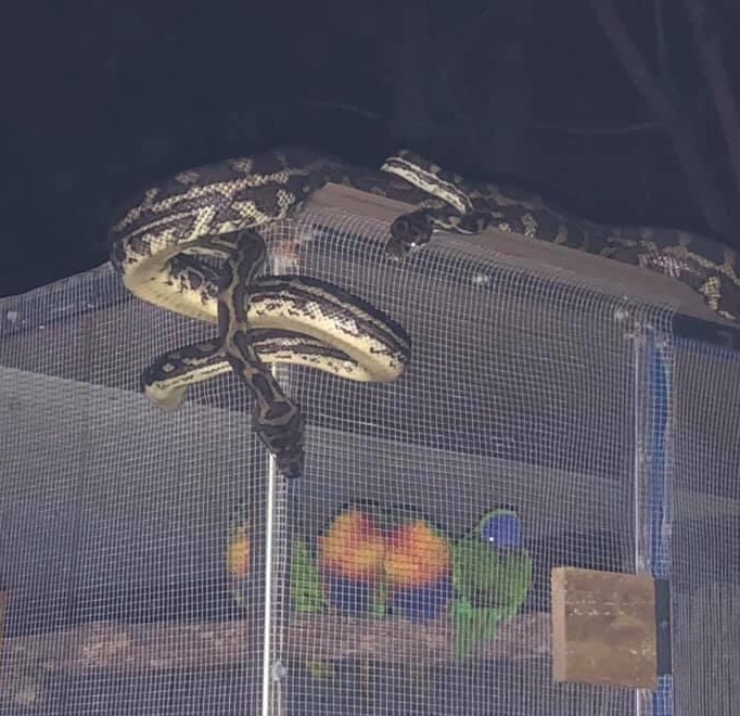 Our snakes are busy too.