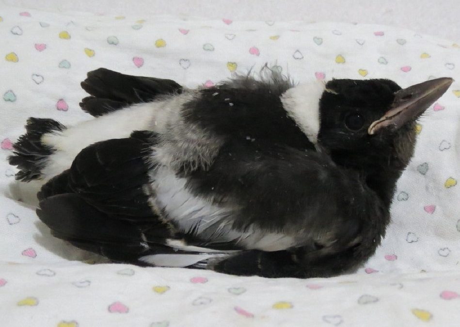 They just want their babies back!