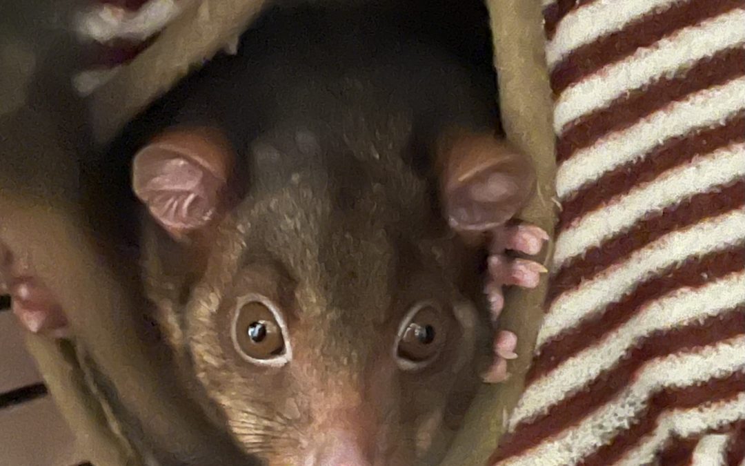 Thank you to all our wonderful supporters in the last year.