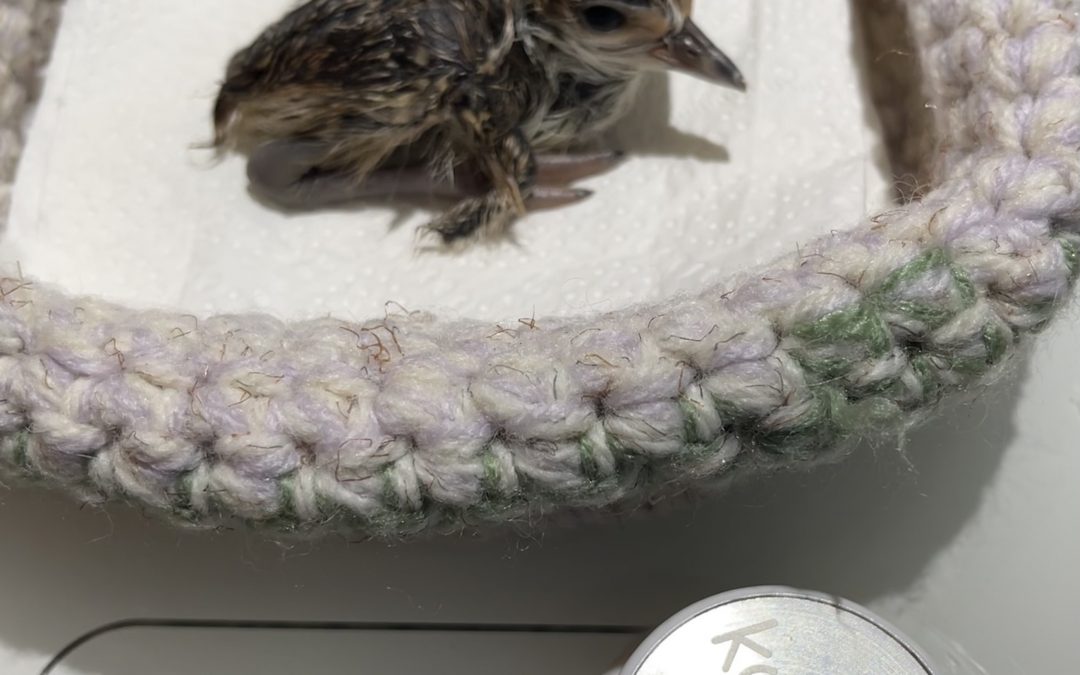 There’s more to wildlife caring than feeding and cuddles!