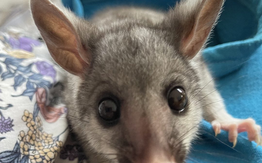 There are some special rewards in wildlife rehabilitation.