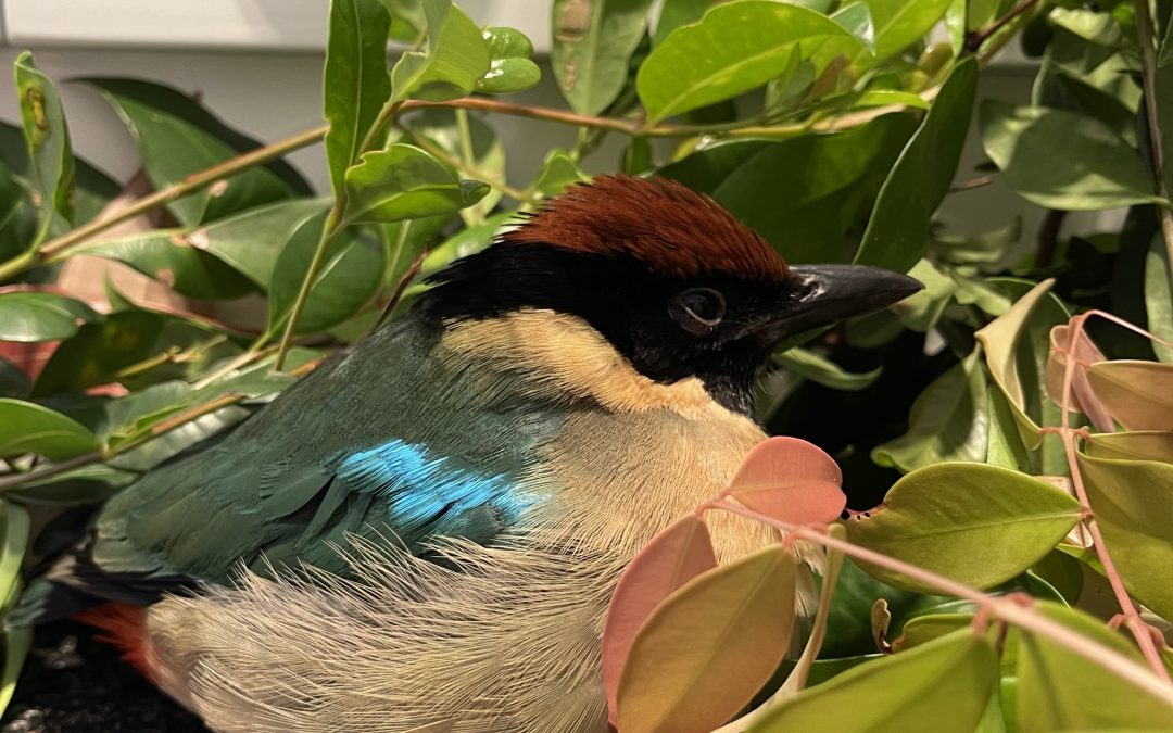 What an exquisite bird is a Noisy Pitta…