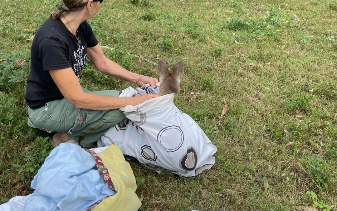 Another kangaroo ‘mob’  released to the wild.