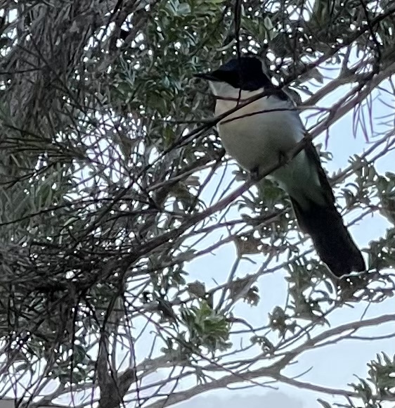 How to attract birds to your garden