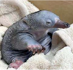 Keep an eye out for puggles and birds bound for misadventure