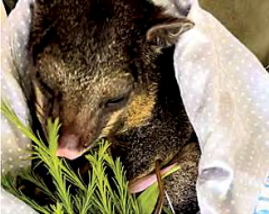 Another successful reunion for mother possum and joey