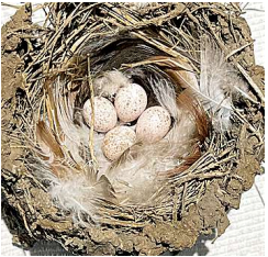 Spring sees spike in rescue calls for fallen chicks