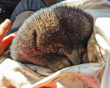 Echidna young: Emerging from burrow can be a risky time