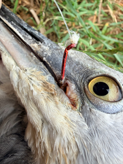 Fishing Line and Hooks Wreak Havoc