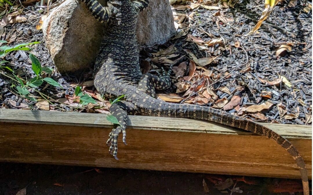 Jerry the Lace Monitor