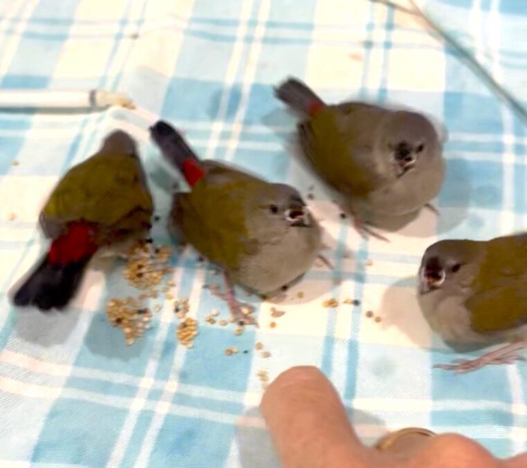 Red-browed Finches: from rescue to release